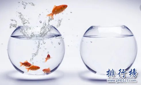 哪些宠物比较好养呢?2018十大小型宠物便宜又好养排行榜