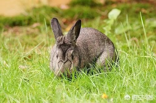波兰兔挠耳朵一定是又耳螨吗,波兰兔有耳螨会挠耳朵吗?