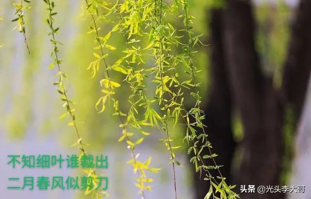 “不知细叶谁裁出,二月春风似剪刀”描写的什么美景?