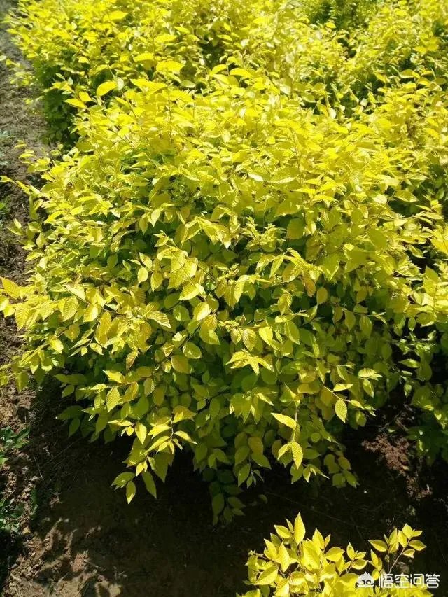 有人说苗木的行情不好,是真的吗?