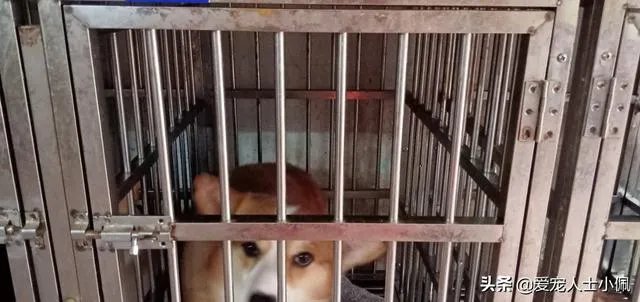新手适合养柯基吗