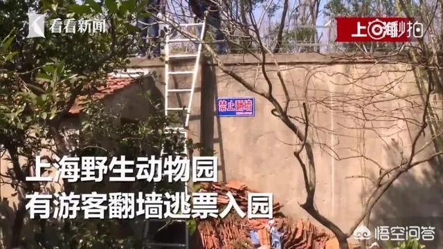 如何看待上海野生动物园逃票:一团伙收一百元让游客翻墙入园?