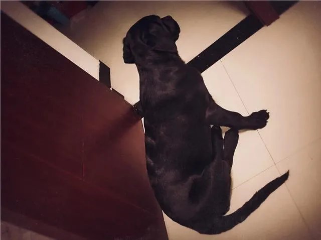 狗是怎么发现主人怀孕的？