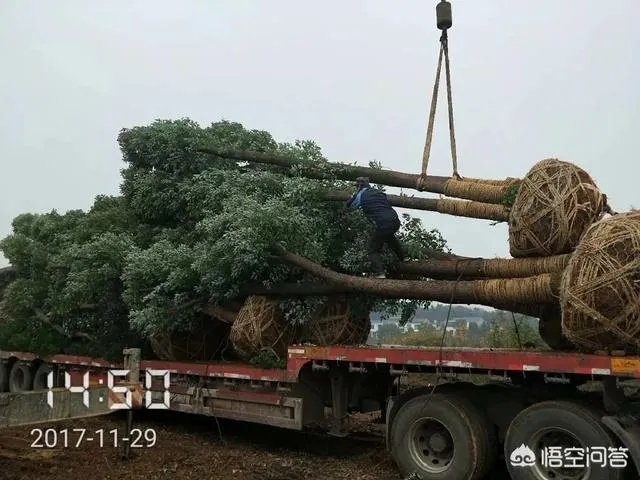 有人说苗木的行情不好,是真的吗?