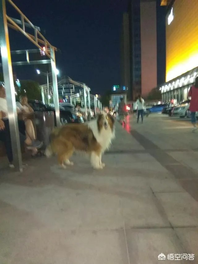 收养了一只流浪狗,有什么注意事项?