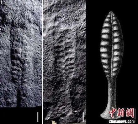中美科学家发现5.5亿年前生物:身居海底形似树叶