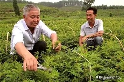 野生刺梨怎样种植?