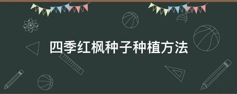 四季红枫种子种植方法