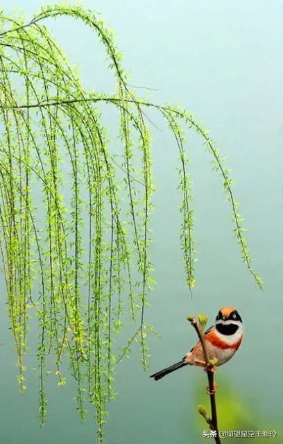 “不知细叶谁裁出,二月春风似剪刀”描写的什么美景?