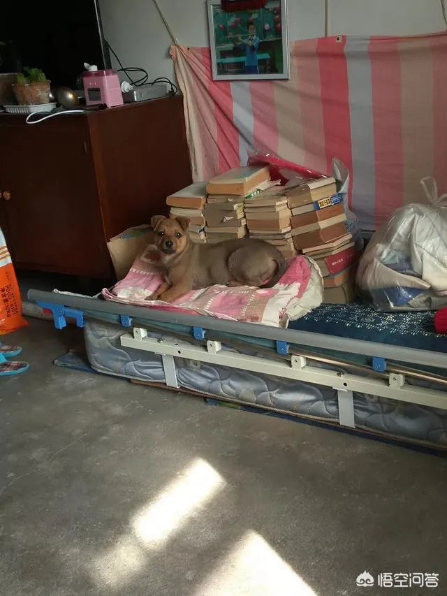 收养了一只流浪狗,有什么注意事项?