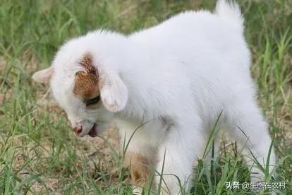 养羊回成太慢,能不能再做点别的来维持生活呢?