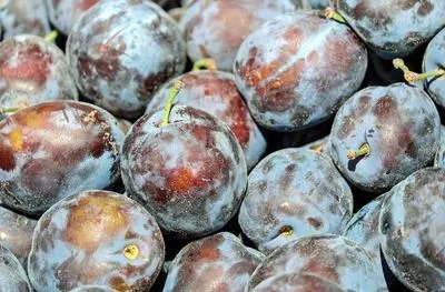 咳嗽可以吃西梅吗 咳嗽饮食上要注意什么