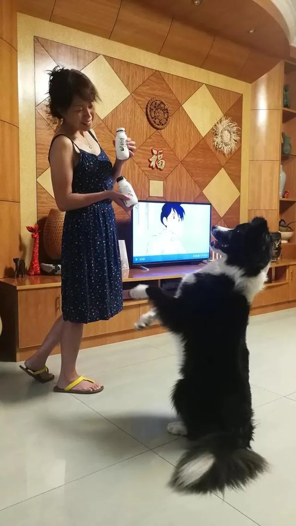 中国最受欢迎的宠物犬是什么犬?