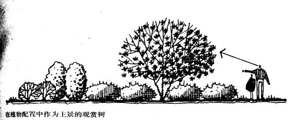 干货 | 庭院植物打造,营造十足空间感