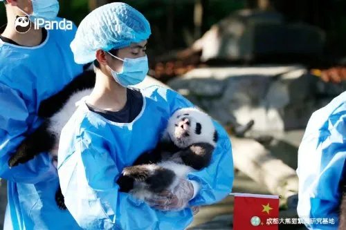 摸鱼5分钟:直播带货翻车得退钱 2022级熊猫宝宝集体亮相