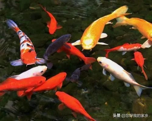 锦鱼室外怎么养