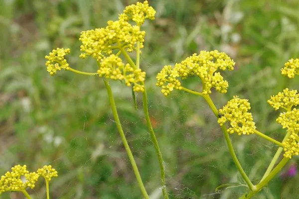 黄花磷酸是什么?