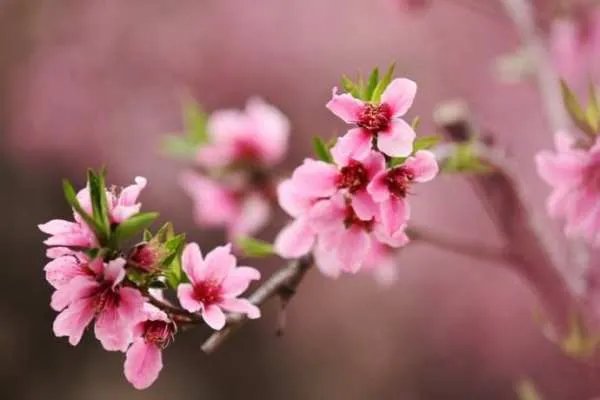 人间四月芳菲尽 山寺桃花始盛开什么意思