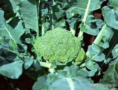 农村种植花菜,白花菜好还是绿花菜好?
