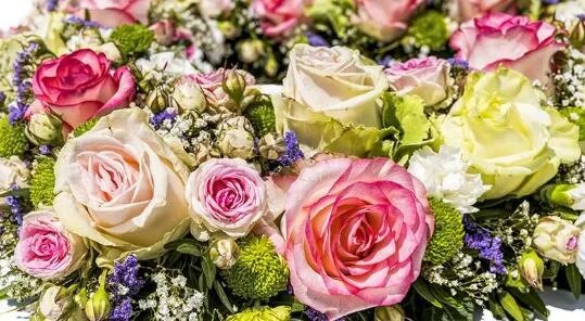 20朵玫瑰花代表什么意思 玫瑰花送几朵代表什么