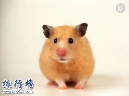 哪些宠物比较好养呢?2018十大小型宠物便宜又好养排行榜