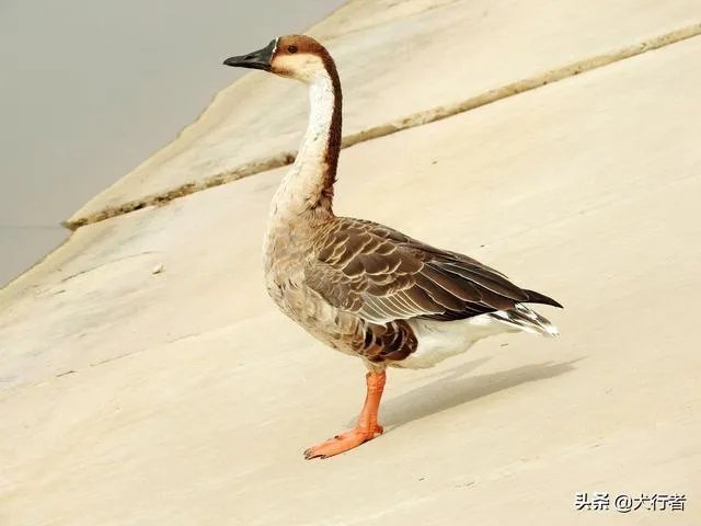 家里饲养的大鹅,它们的祖先是谁啊?