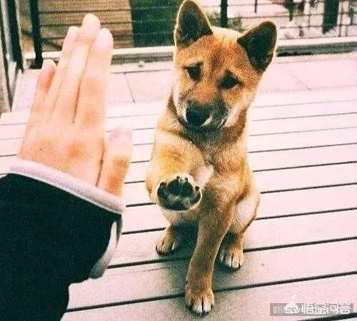 收养了一只流浪狗,有什么注意事项?