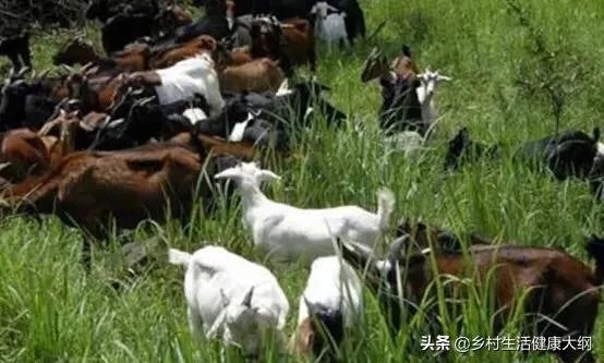 养羊回成太慢,能不能再做点别的来维持生活呢?
