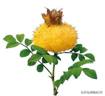 野生刺梨怎样种植?