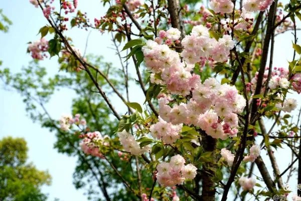 成都有哪些著名的樱花观赏地?