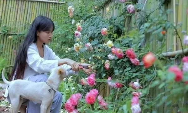 坐拥几千万粉丝的李子柒,被质疑的真实,到底长什么样?