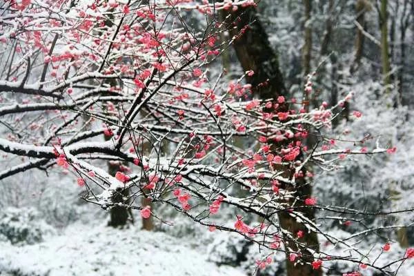 描写雪景的诗歌题目及作者