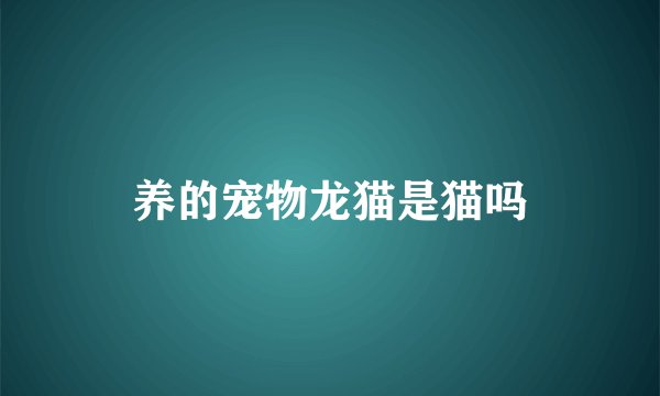 养的宠物龙猫是猫吗