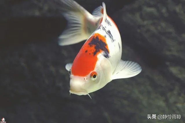 锦鱼室外怎么养