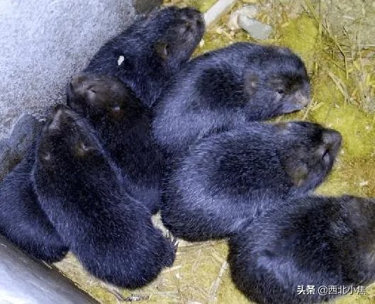 养殖竹鼠前景怎么样？