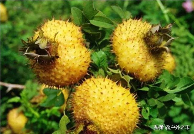 野生刺梨怎样种植?