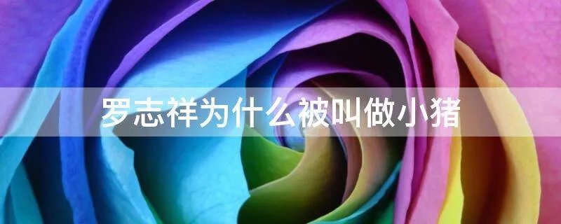 罗志祥为什么被叫做小猪