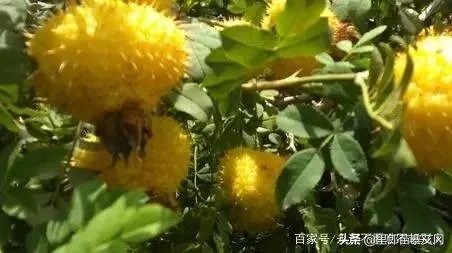 野生刺梨怎样种植?