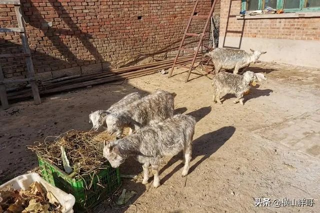 养羊回成太慢,能不能再做点别的来维持生活呢?