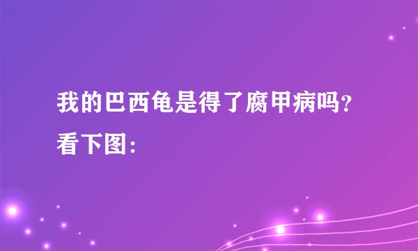 我的巴西龟是得了腐甲病吗？看下图：