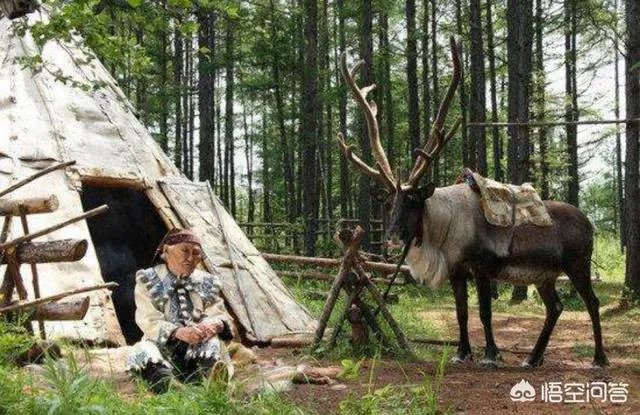 115只荷兰驯鹿抵达内蒙古,用于繁衍本土种群,你怎么看?