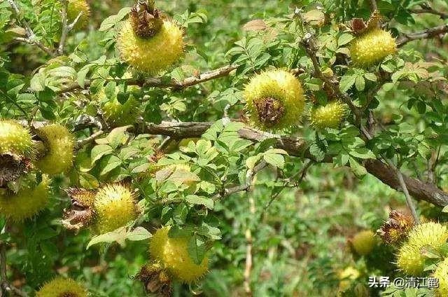 野生刺梨怎样种植?