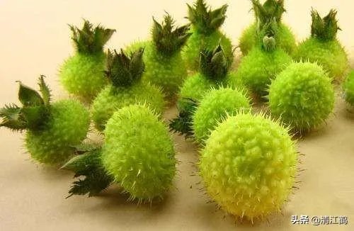 野生刺梨怎样种植?