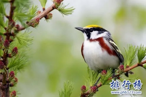 哪些宠物比较好养呢?2018十大小型宠物便宜又好养排行榜