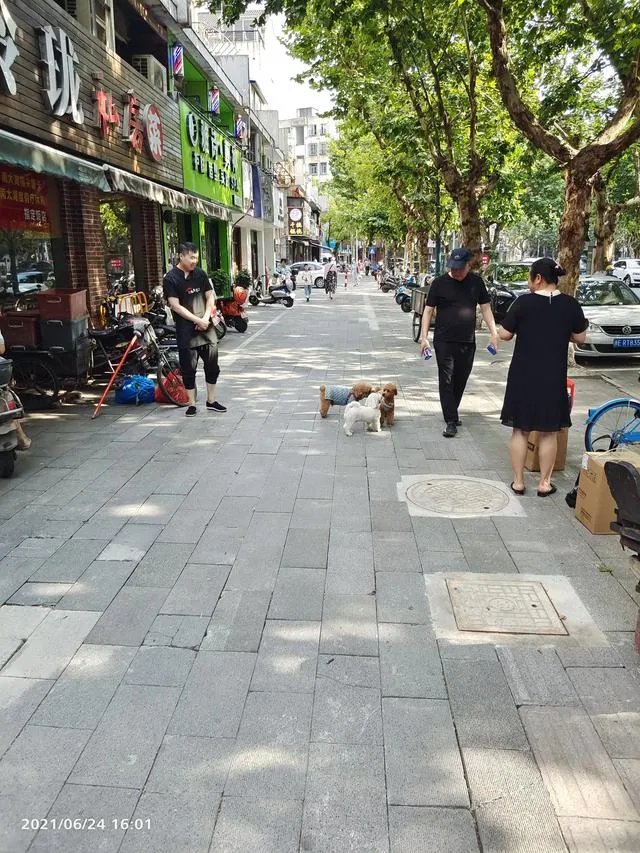 在国内管好狗有多难?