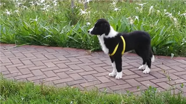 中国最受欢迎的宠物犬是什么犬?