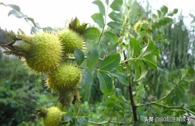 野生刺梨怎样种植?