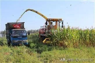 如果我想弄种植业或者养殖业,什么比较有前景?