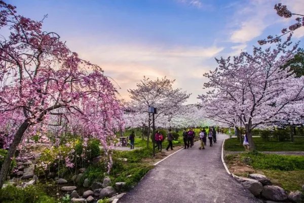成都有哪些著名的樱花观赏地?