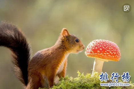 哪些宠物比较好养呢?2018十大小型宠物便宜又好养排行榜
